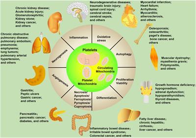 Platelet mitochondria, a potent immune mediator in neurological diseases
